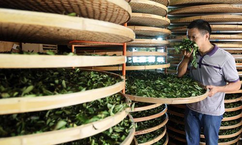 Farmer Chen Zhaocai checks the newly-picked tea leaves in Fangting Village of Anxi County, southeast China's Fujian Province, Oct. 8, 2017. Anxi County saw the harvest season for Tieguanyin autumn tea, a type of oolong tea. (Xinhua/Zhang Jiuqiang)
