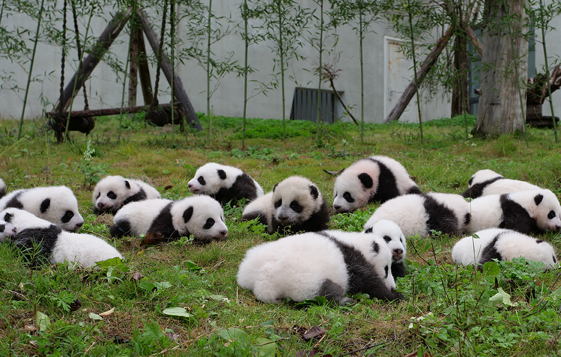 The New Born Panda Cubs Of 2017 Make First Public Debut In Sw China