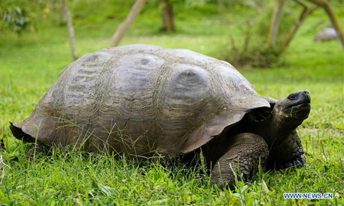 Photo taken on Oct. 9, 2017 shows a gaint tortoise on the Santa Cruz Island, one of the Galapagos Islands, in Ecuador. (Xinhua/Xu Rui)