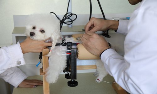 Pet acupuncture - Global Times