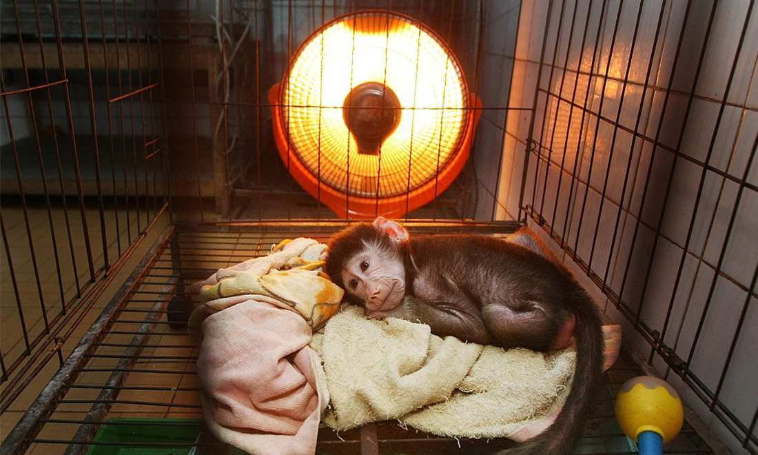 cute animals stay toasty warm in winter