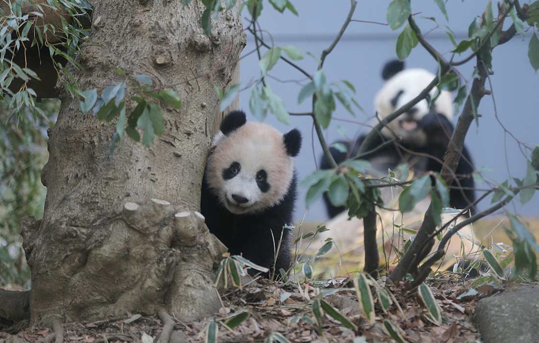 Visitors line up to see giant pandas in Japan - Global Times