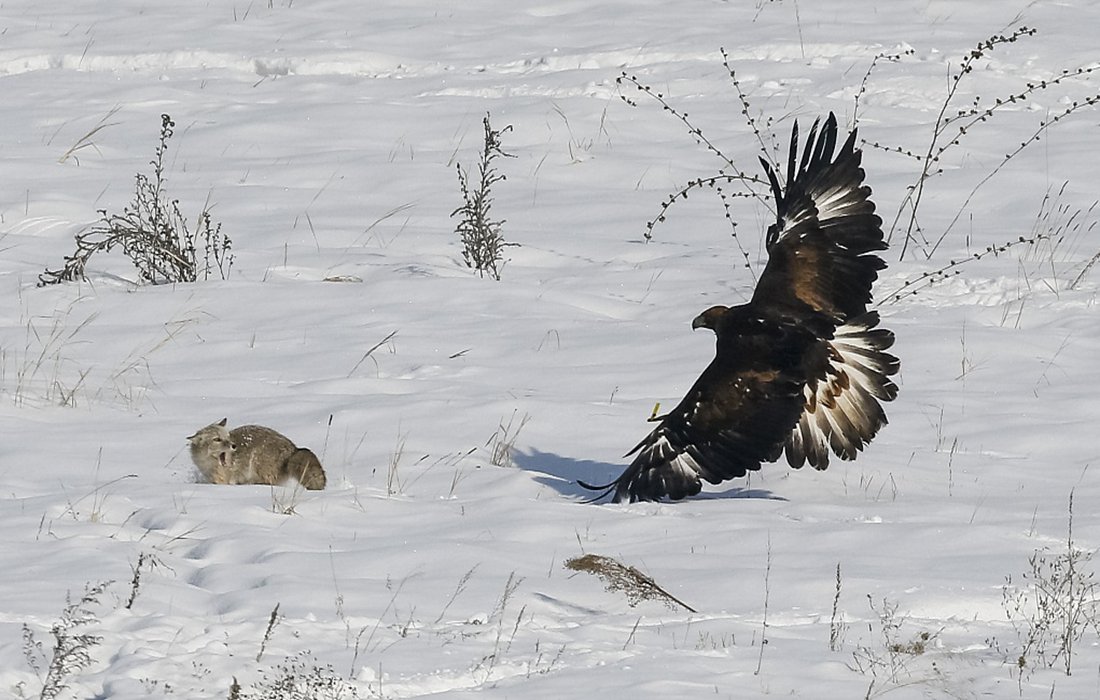 Trained golden eagles soar during annual hunting competition in