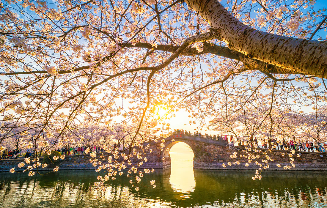 Cherry blossoms across China Global Times