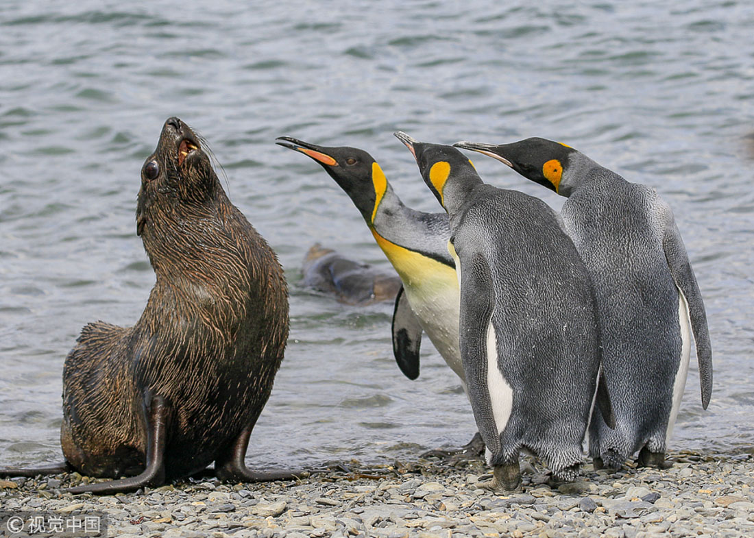 sometimes animals in the wild are naturally-born comedians.