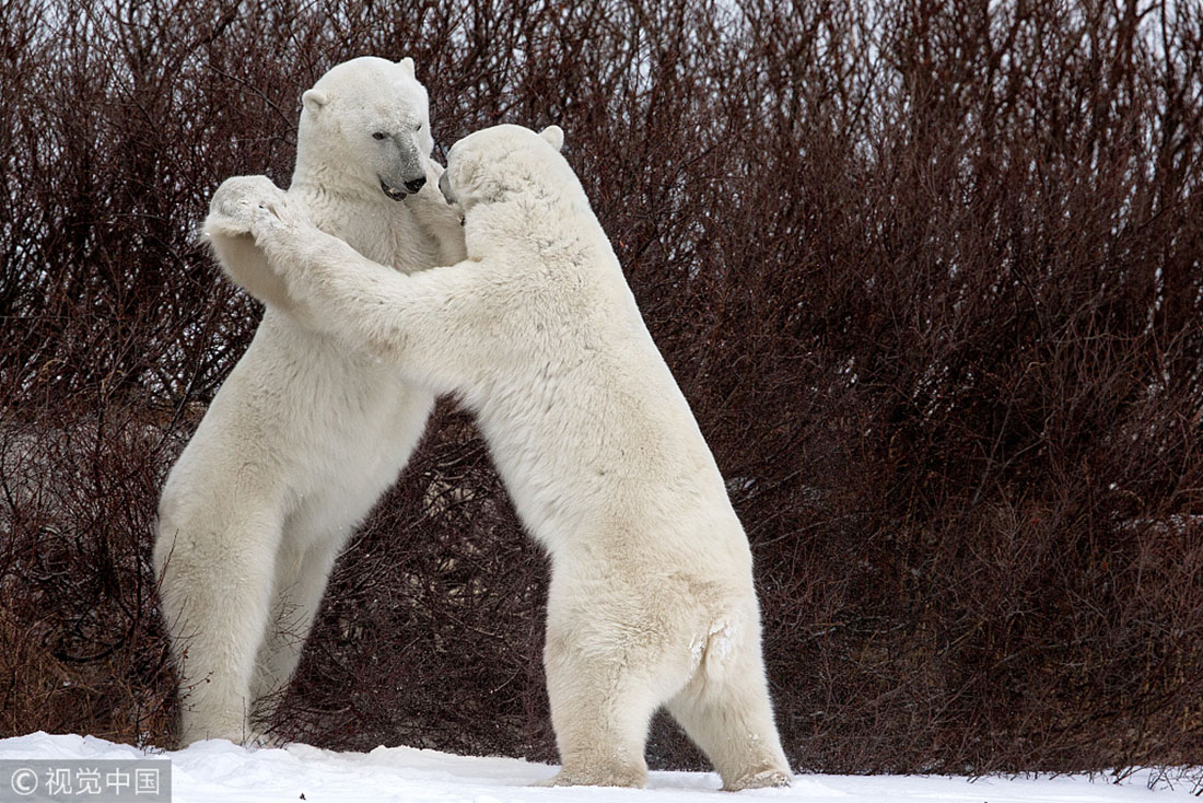 sometimes animals in the wild are naturally-born comedians.