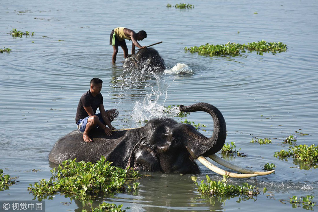 Elephants enjoy a cool bath to beat the heat - Global Times