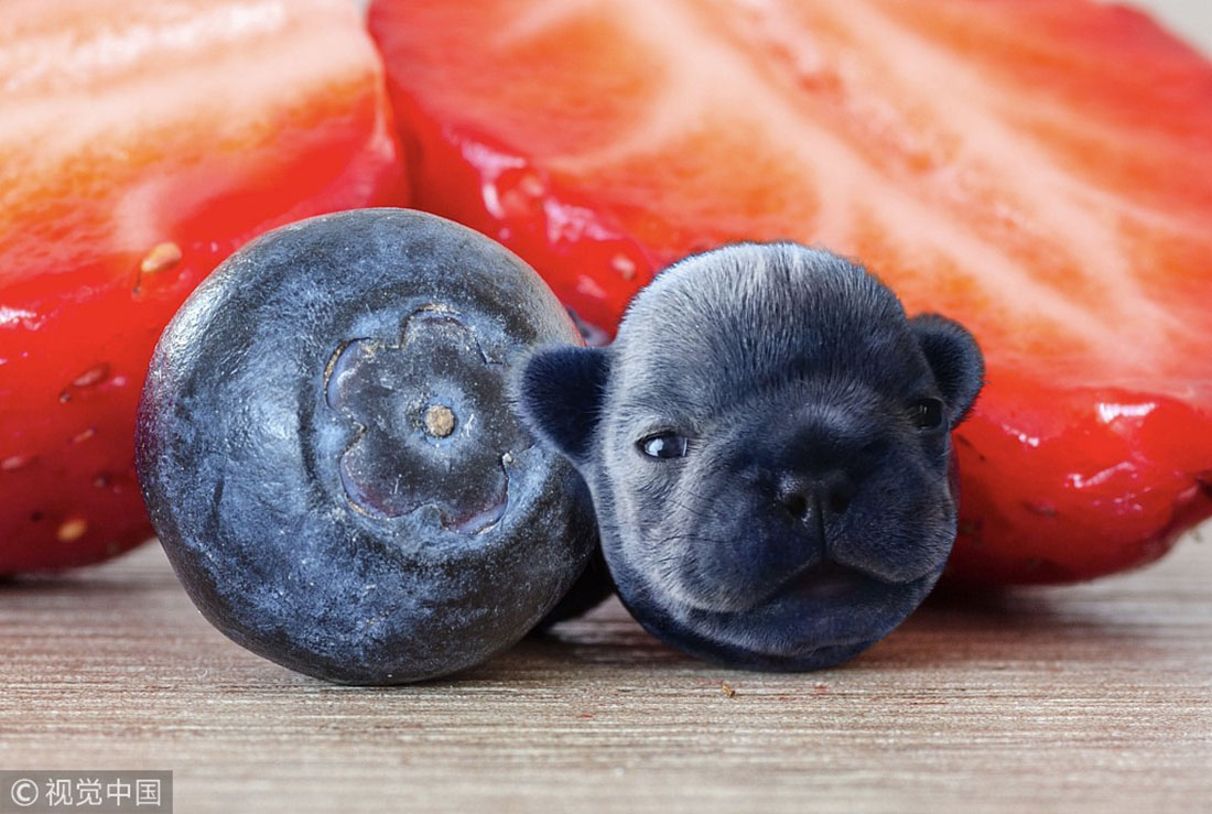 Pawfect photos of tasty "dog food" Global Times