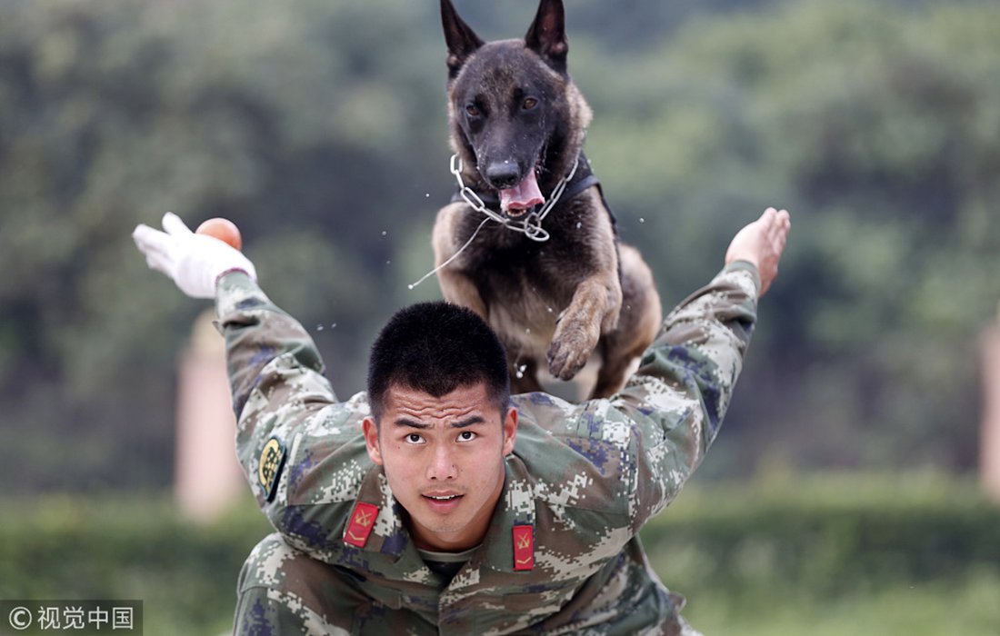 trainers, dogs form a bond in the military