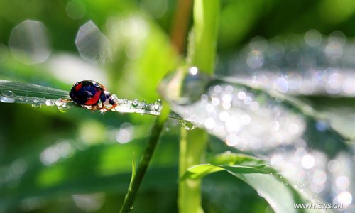 A ladybug and dewdrops are seen on the leaves at a park in Nantong City, east China's Jiangsu Province, Sept. 8, 2018. (Xinhua/Xu Congjun)