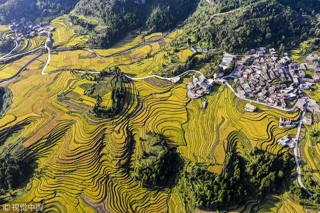 Farmers harvest rice in paddy fields in China’s Guizhou Province ...