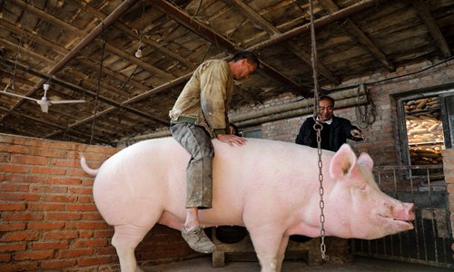 A pig breeder in Liaoning Province rides a 450-kilogram pig. With China's pig market still restricted in efforts to control the spread of African swine fever, the breeder said he hopes his pig riding will attract buyers. Photo: VCG