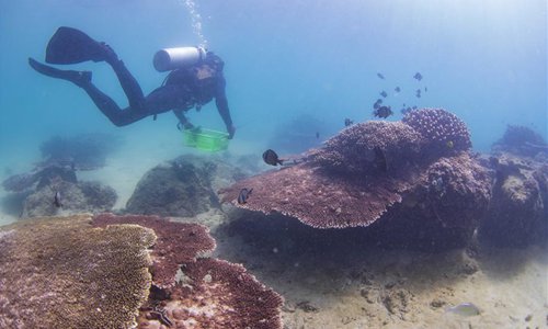 Diving instructors help with coral reefs maintenance activities in ...