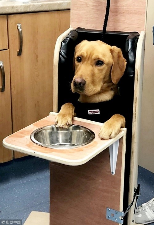 Custom dining chair helps Labrador eat smoothly Global Times