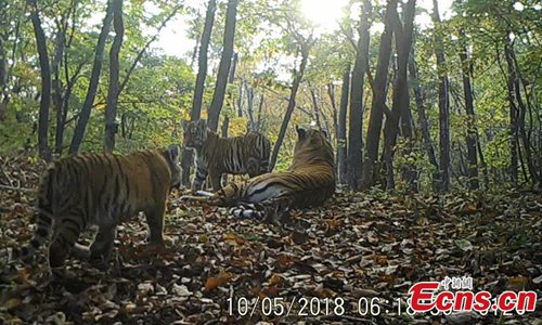 A still image from a video taken on May 10, 2018 by an infrared camera in Hunchun, Jilin Province shows a rare scene, a family of five wild Siberian tigers at the Northeast Tiger and Leopard National Park. Established in 2017, the park covers more than 1.46 million hectares. About 71 percent of the area is in Jilin and the rest in adjacent Heilongjiang Province. (Photo provided to China News Service)