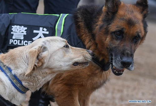 Police dogs trained in Wuhan, central China's Hubei - Global Times