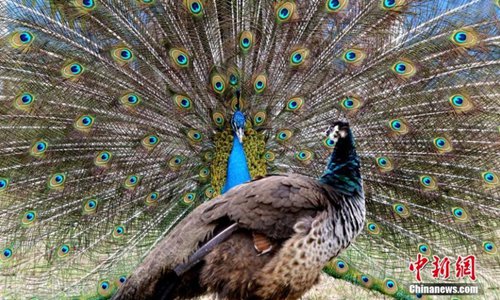 Two peacocks are seen at the Locajoy Wildlife Park in Chongqing, Feb. 14, 2019. (Photo: China News Service/Wang Chengjie)



