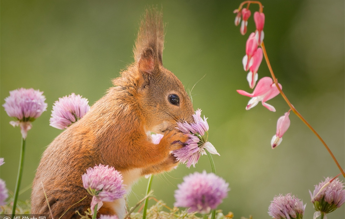 Cute animals sniff flowers in spring - Global Times