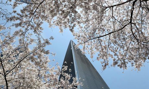 The Shanghai World Financial Center is seen through blooming cherry blossoms in Lujiazui of Pudong New Area, east China's Shanghai, April 1, 2019. (Photo:Xinhua)