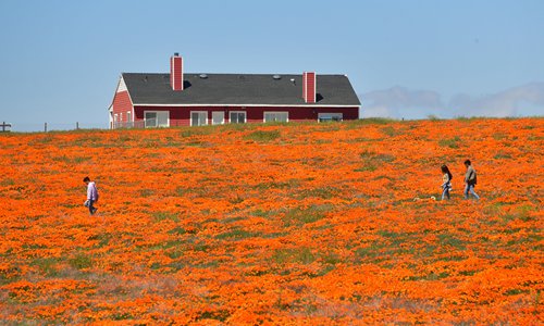 Visitors wander across the Antelope Valley Poppy Reserve on Sunday in Lancaster, California, the US where orange poppies are blooming. Wildflowers are exploding into color across California's once-parched hills this spring following a particularly wet winter season. Photo: AFP