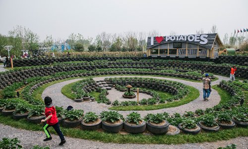 Recycled waste tires are used to recreate Moray, a site of Inca ruins in Peru, at the International Potato Center garden. Photo: Li Hao/GT
