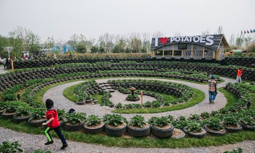 Recycled waste tires are used to recreate Moray, a site of Inca ruins in Peru, at the International Potato Center garden. Photo: Li Hao/GT