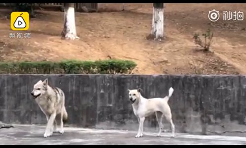 The dog and the wolf live together in one cage. Source: Pear Video