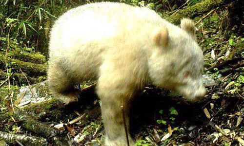 The World s First All white Giant Panda Spotted Global Times the-world-s-first-all-white-giant-panda-spotted-global-times