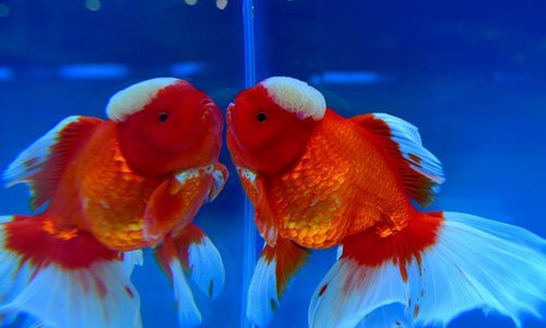 2nd international goldfish competition held in Fuzhou - Global Times