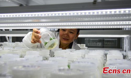 The Artemisia Annua Germplasm Resources Bank in Rong'an County, Southwest China's Guangxi Zhuang Autonomous Region, June 17, 2019. The facility is home to more than 1,000 types of Artemisia Annua, or sweet wormwood, a herb employed in Chinese traditional medicine. The plant seeds are stored at temperatures of minus 80 degrees, minus 25 degrees and room temperature. At the facility, research is underway to better understand seedling cultivation to select the best strain for producing artemisinin, a substance that inhibits the malaria parasite and discovered by Tu Youyou, who won the 2015 Nobel Prize. The facility is also the world's largest producer of artemisinin. (China News Service/Wang Yizhao)


