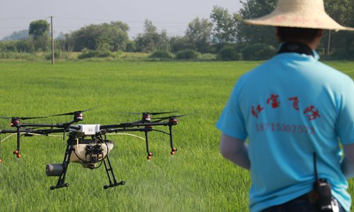 A technician operates drones on a farm in Wuhu, East China's Anhui Province on Monday. The drones spray pesticides on crops to ensure bumper harvests. China's summer grain output stood at 141.74 million tons in 2019, up 2.1 percent from last year, official data showed. Photo: VCG
