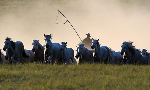 Uurga Horse lassoing in north China's Inner Mongolia - Global Times