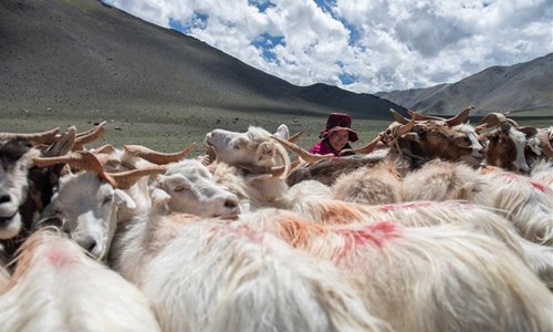 Tibet Ranchers Herdsmen milk sheep in Rutog County, China's Tibet - Global Times