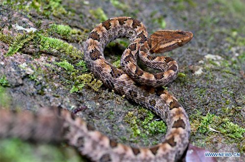 Photo taken on Aug. 23, 2019 shows a snake in the Wuyishan National Park, southeast China's Fujian Province. The Wuyishan National Park features rich biodiversity due to its unique natural environment. (Photo: Xinhua)