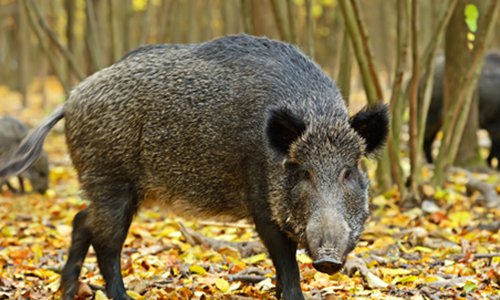 Wild boars. Photo: VCG