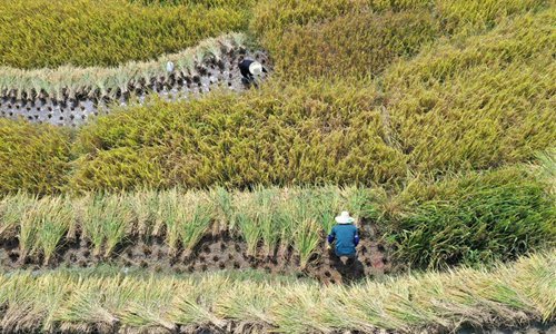 Farmers harvest rice in south China's Guangxi - Global Times