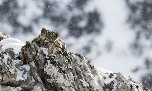 China launches wildlife rescue center to better protect tigers ...