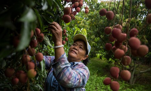  Vietnam’s lychees see huge slump in prices 