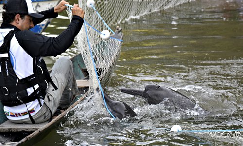 The photo released Wednesday by the World Wide Fund for Nature (WWF) shows dolphins being captured by WWF members in the Amazon River, Brazil. The dolphins of the Amazon are contaminated with mercury, possibly as a consequence of the use of the metal in mining activities in the region, a WWF report indicated. Photo: AFP