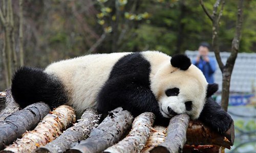 Johnson Panda Jiawuhai Giant Panda Conservation and Research Park opens in SW China ...