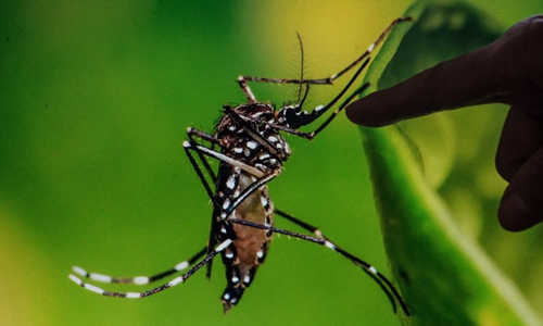 File photo shows a person pointing at an image of Aedes Aegypti mosquito, carrier of the Zika virus, on a laptop screen, in Santiago, capital of Chile, on April 18, 2016.(Xinhua/Jorge Villegas)