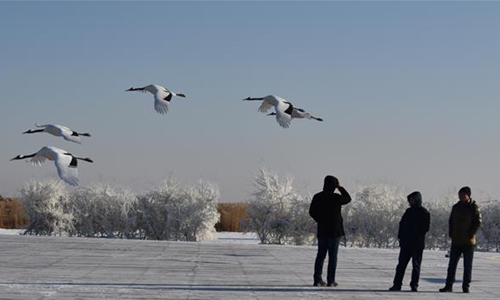 Redcrowned cranes seen at Zhalong National Nature Reserve of