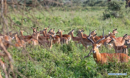 Antelopes are seen in the Lake Nakuru National Park, Kenya, Dec. 30, 2019. Kenya's Lake Nakuru National Park covers an area of about 188 square kilometers and is home to about 56 species of mammals, including rhinos, lions and zebras. During the New Year holiday, the park attracts many visitors to see the wildlife. (Xinhua/Wang Teng)