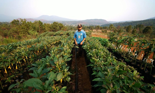 Photo taken on June 3, 2017 shows a farmer at an avocado orchard at Avo Hass, one of the eight avocado packing plants in Uruapanat, in the state of Michoacan, Mexico.  Photo: Xinhua