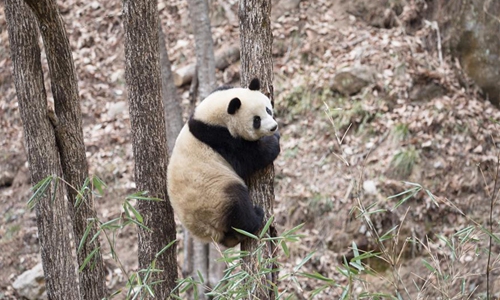 Two Giant Pandas Transfered To China s Shaanxi To Adapt To Natural 