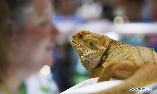 A lizard is shown at the Reptile Super Show in Anaheim, the United States, on Jan. 4, 2020. Featuring different kinds of snakes, tortoises and lizards, the two-day Reptile Super Show attracted thousands of reptile enthusiasts here on Saturday. Photo:Xinhua