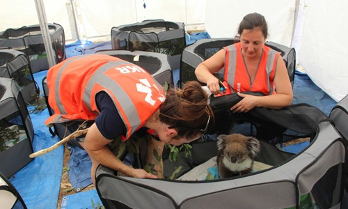 Injured in bushfires, Australian koalas rest and heal at a temporary ...