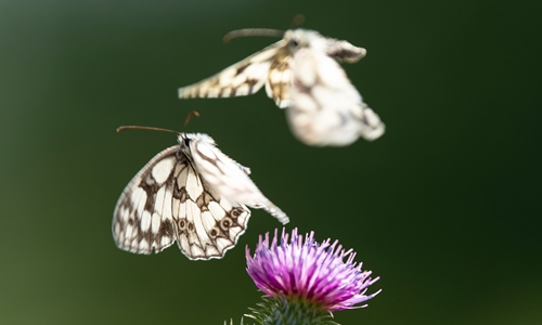 Half-a-million insect species face extinction: scientists - Global Times