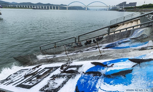 Photo taken on April 22, 2020 shows the release of the Chinese sturgeons to the Yangtze River in Yichang, central China's Hubei Province. About 10,000 second filial generation Chinese sturgeons were released into the Yangtze River on Wednesday to increase wild stocks of the rare species.Photo:Xinhua