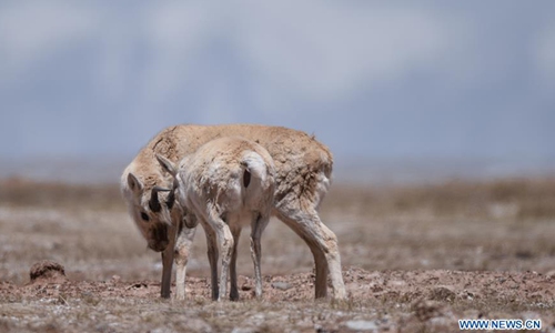 Two Tibetan antelopes are seen in Hoh Xil, northwest China's Qinghai Province, May 15, 2020. Pregnant Tibetan antelopes have begun their annual migration to the heart of northwest China's Hoh Xil nature reserve to give birth, according to the statement released on Friday by the reserve's management bureau. On April 30, the first group of 43 Tibetan antelopes passed the Qinghai-Tibet highway en route to Zonag Lake and other breeding areas in Hoh Xil, about a week earlier than last year. Every year, tens of thousands of pregnant Tibetan antelopes start to migrate to Hoh Xil in May to give birth, after mating in November or December, and leave with their offspring in around August. In July 2017, Hoh Xil became a world heritage site and is home to about 60,000 Tibetan antelopes. (Xinhua/Wu Gang)